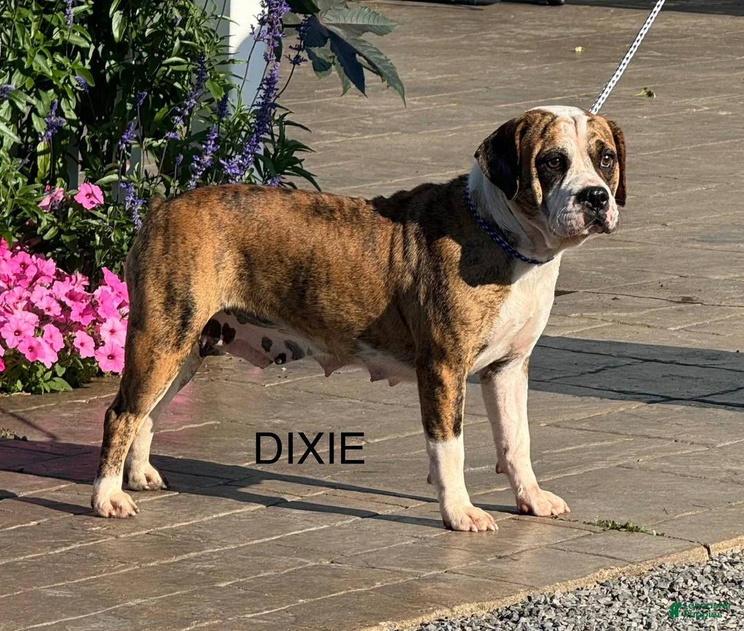 English Bulldog dogs for sale: Dora - Ad 6