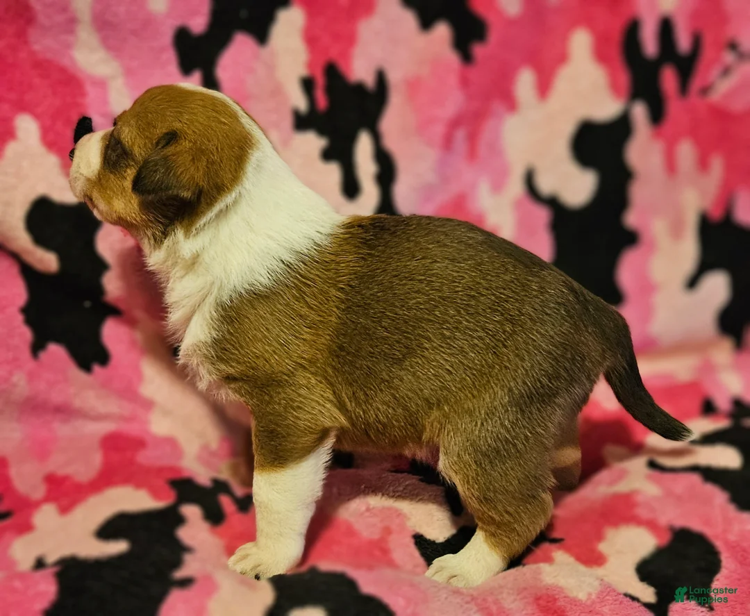 Border Collie dogs for sale: Uelle - Ad 2