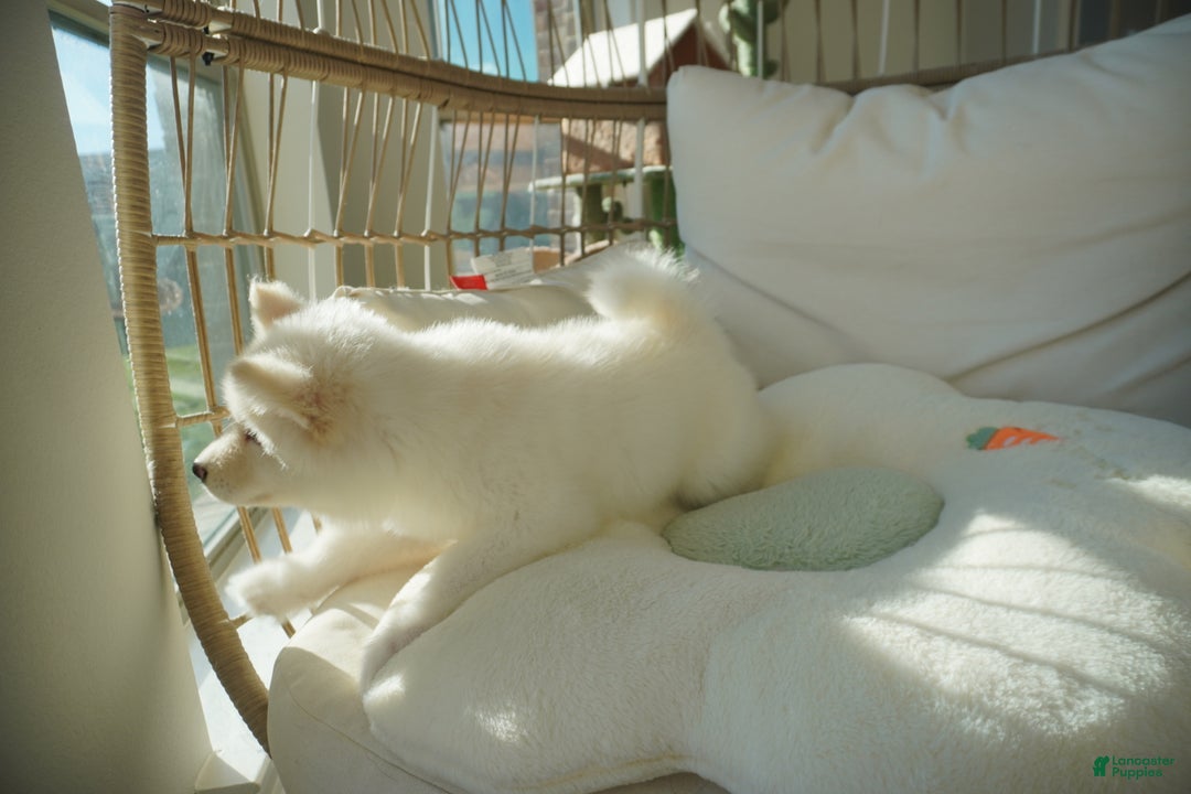 Alaskan Malamute dogs for sale: Xiao Lan - Ad 9