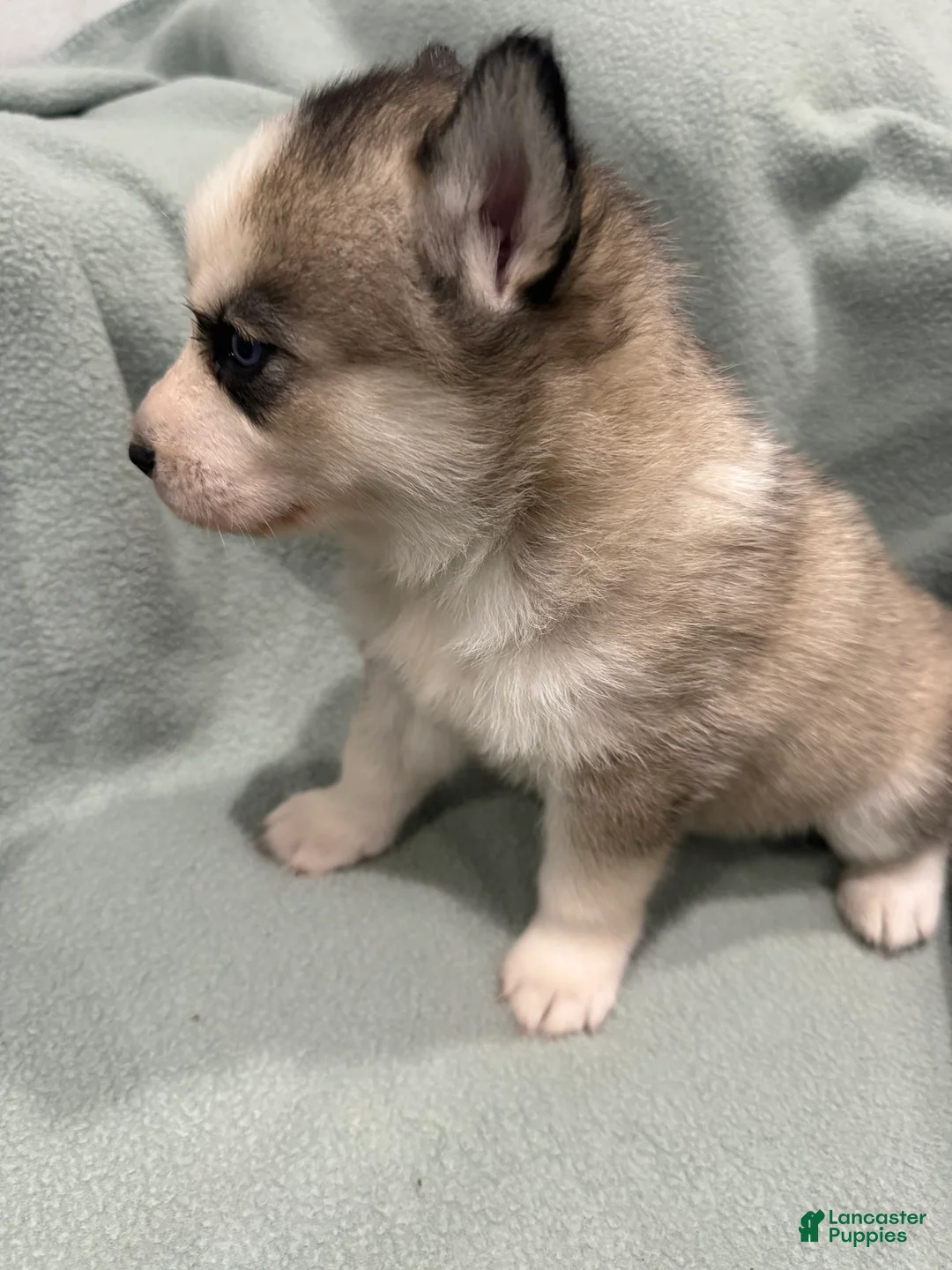 Alaskan Husky dogs for sale: Lilo the Alaskan Husky Puppy  - Ad 2