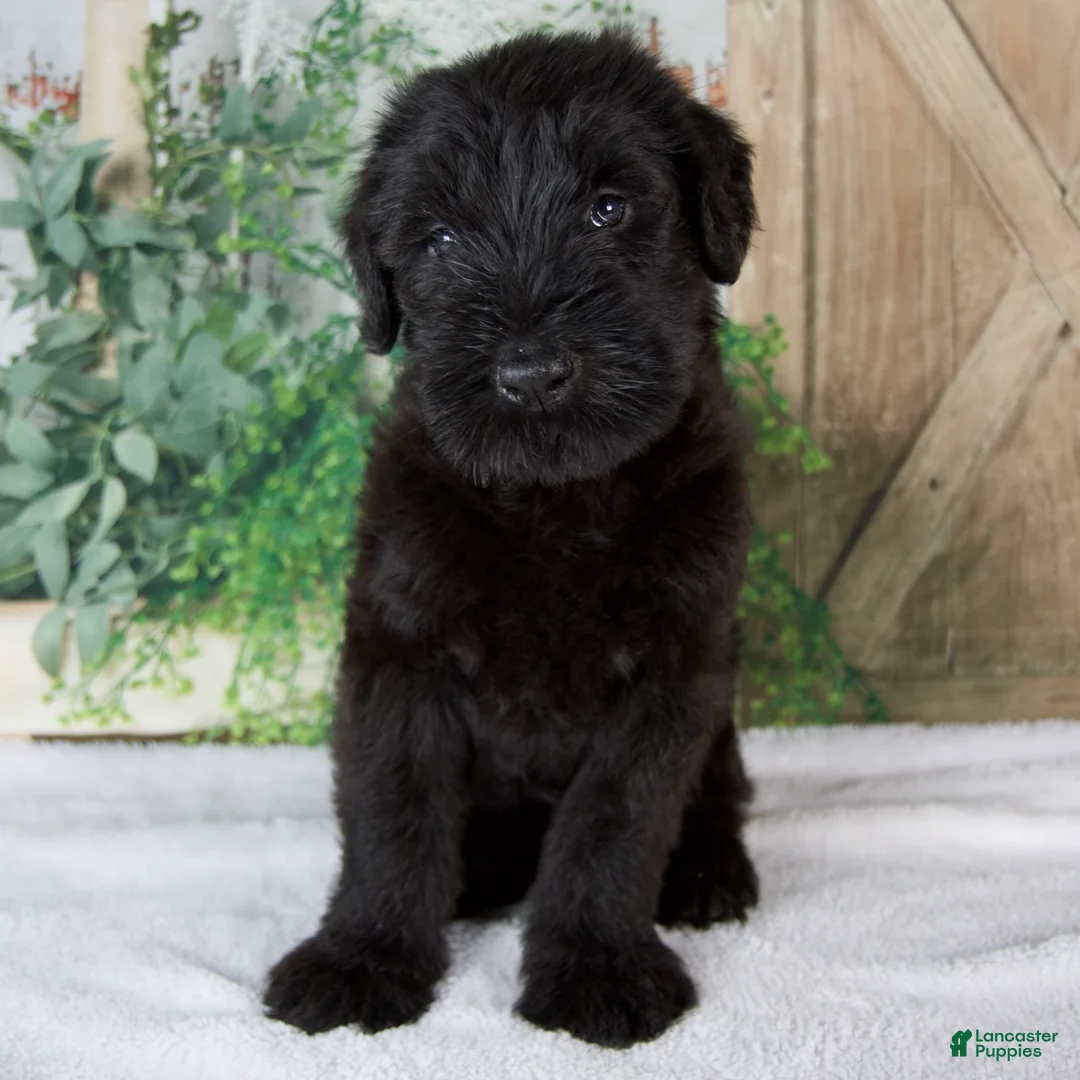 Giant Schnauzer dogs for sale: Kate - Ad 1