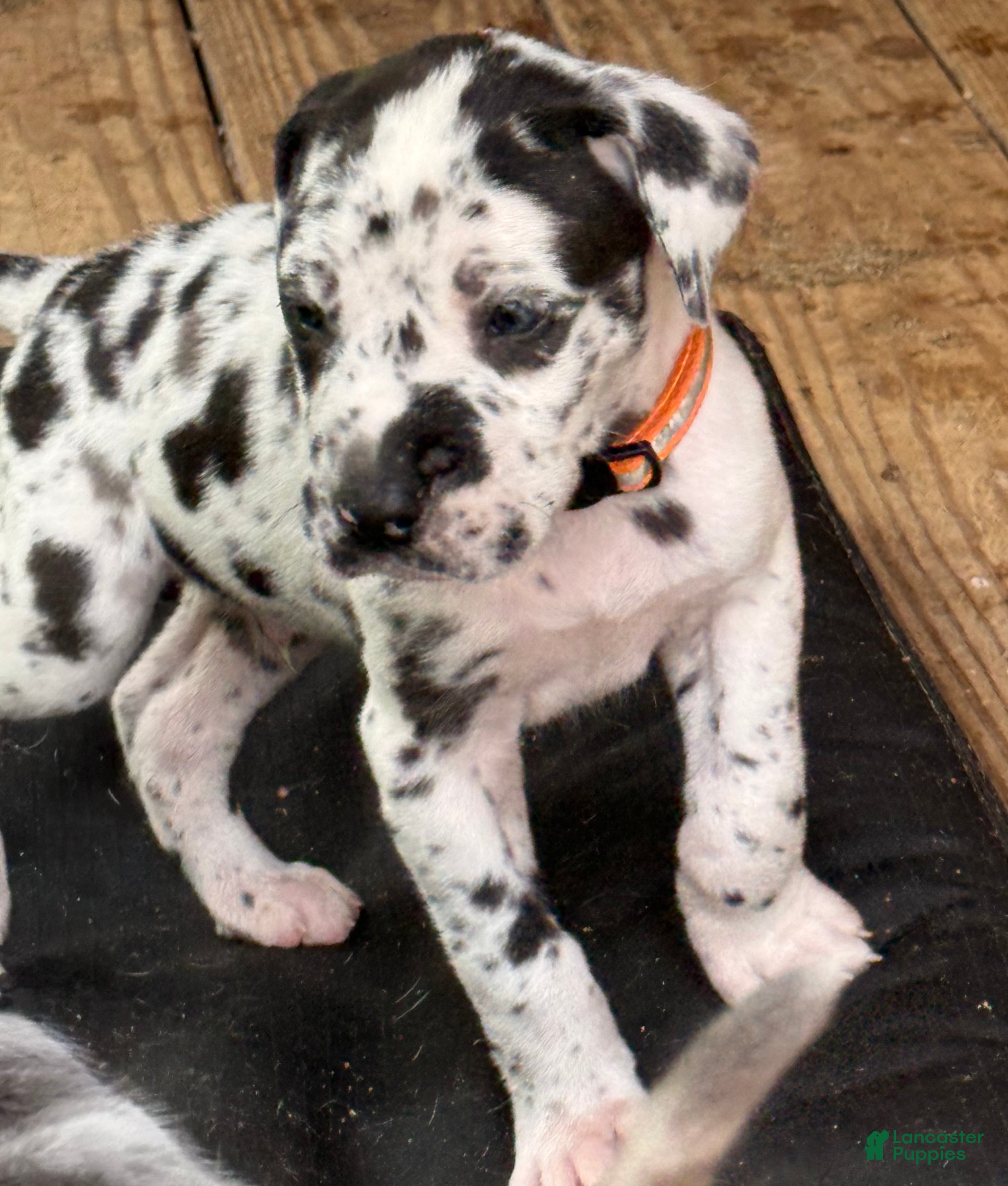 Great Dane dogs Tommy Lee - Ad 1