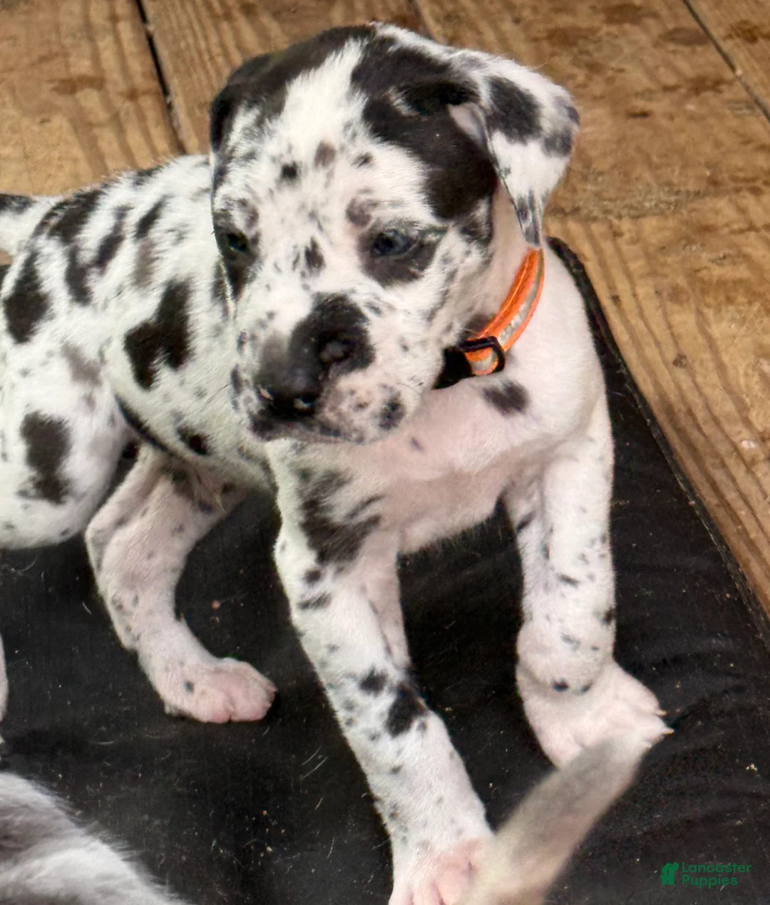 Great Dane dogs for sale: Tommy Lee - Ad 1