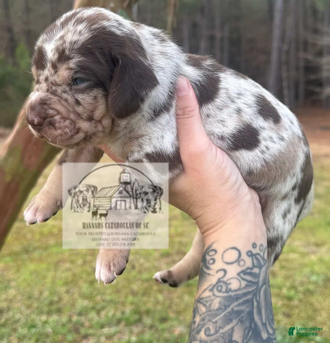Catahoula Leopard Dog dogs for sale: Boy 1 - Ad 2