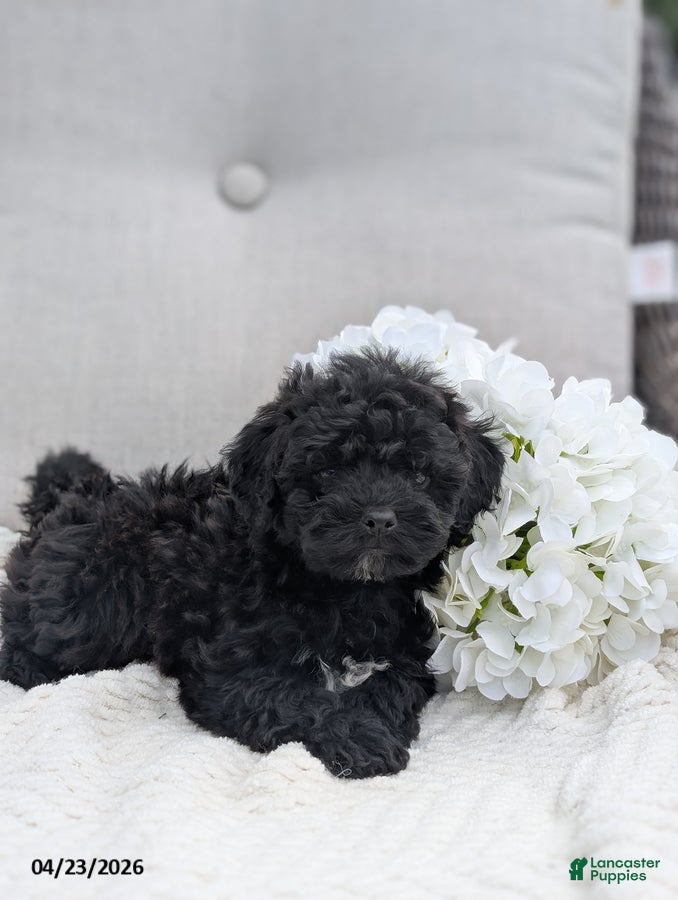 Whoodle dogs Winslow - Ad 2