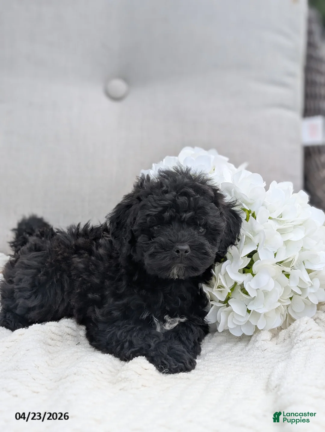 Whoodle dogs for sale: Winslow - Ad 2