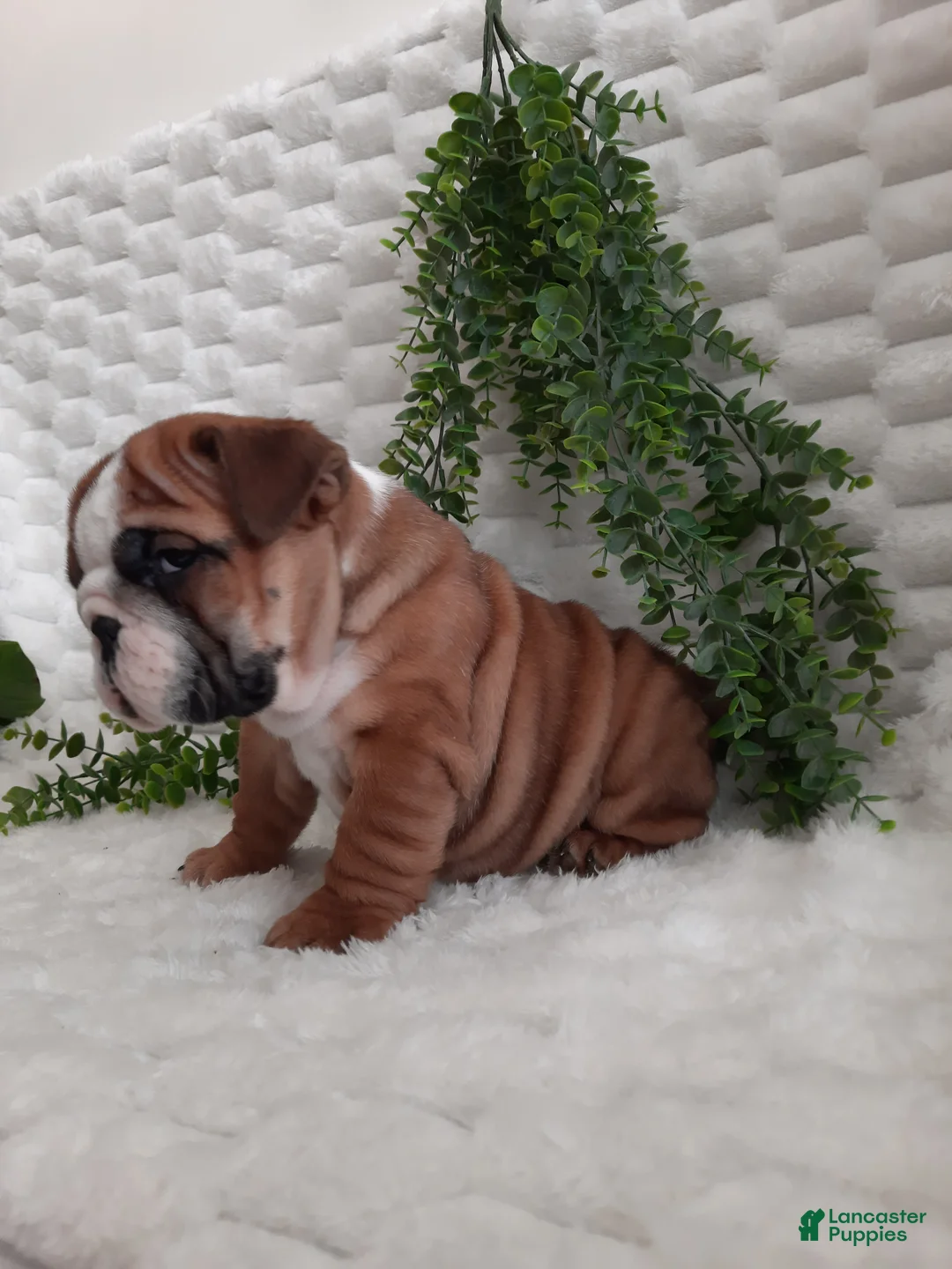 English Bulldog dogs for sale: Dana - Ad 8