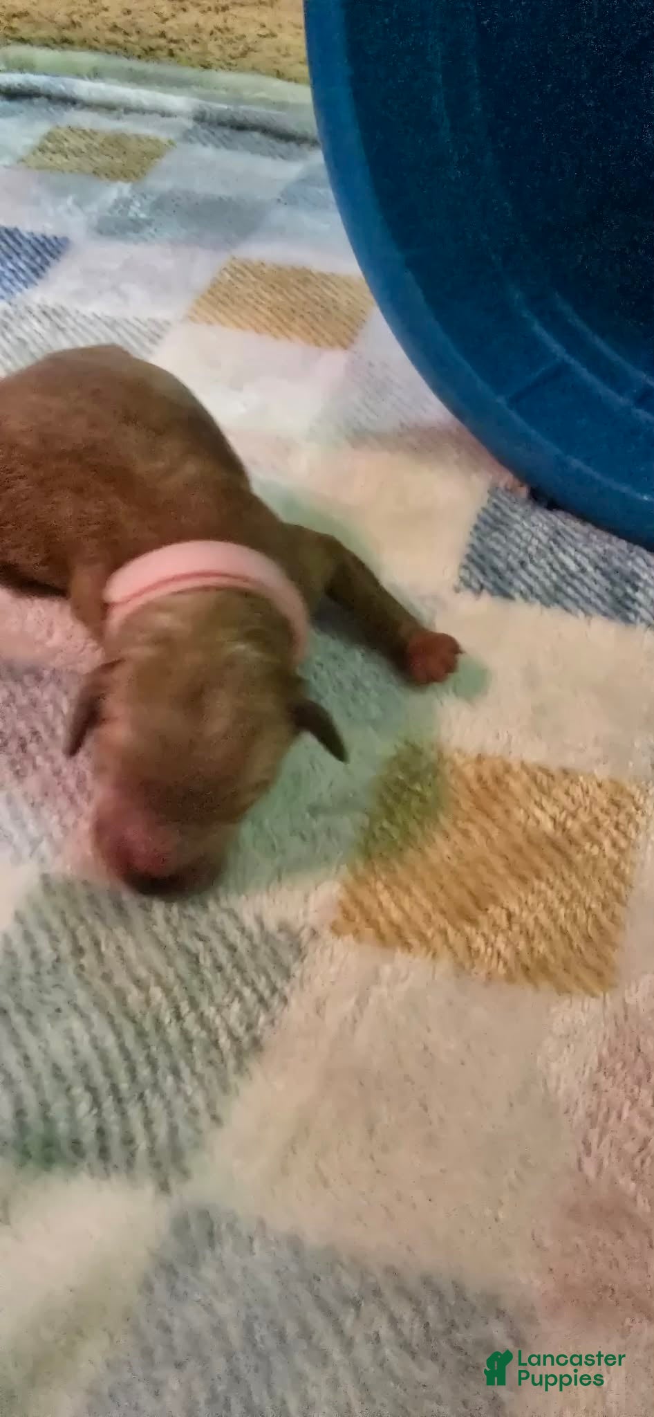 Mini Goldendoodle dogs for sale: lucy - Ad 4