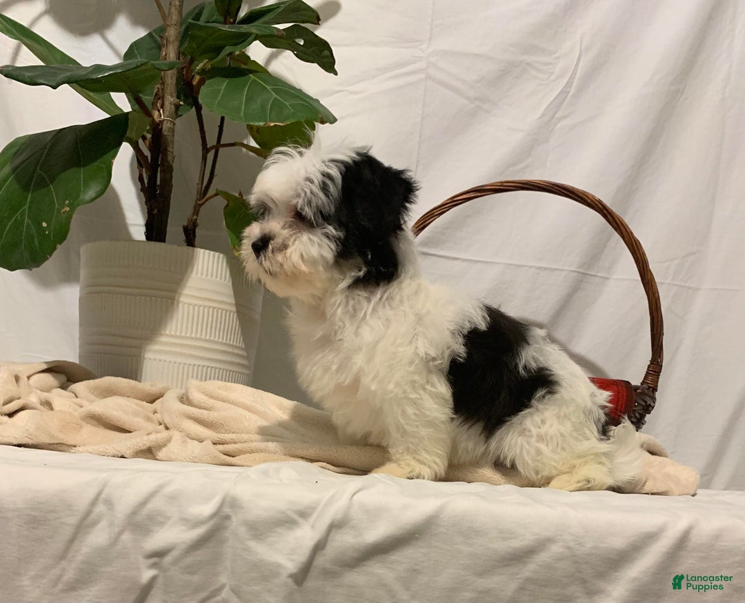 Havanese dogs for sale: Charlie - Ad 3