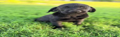 Labrador Retriever 4