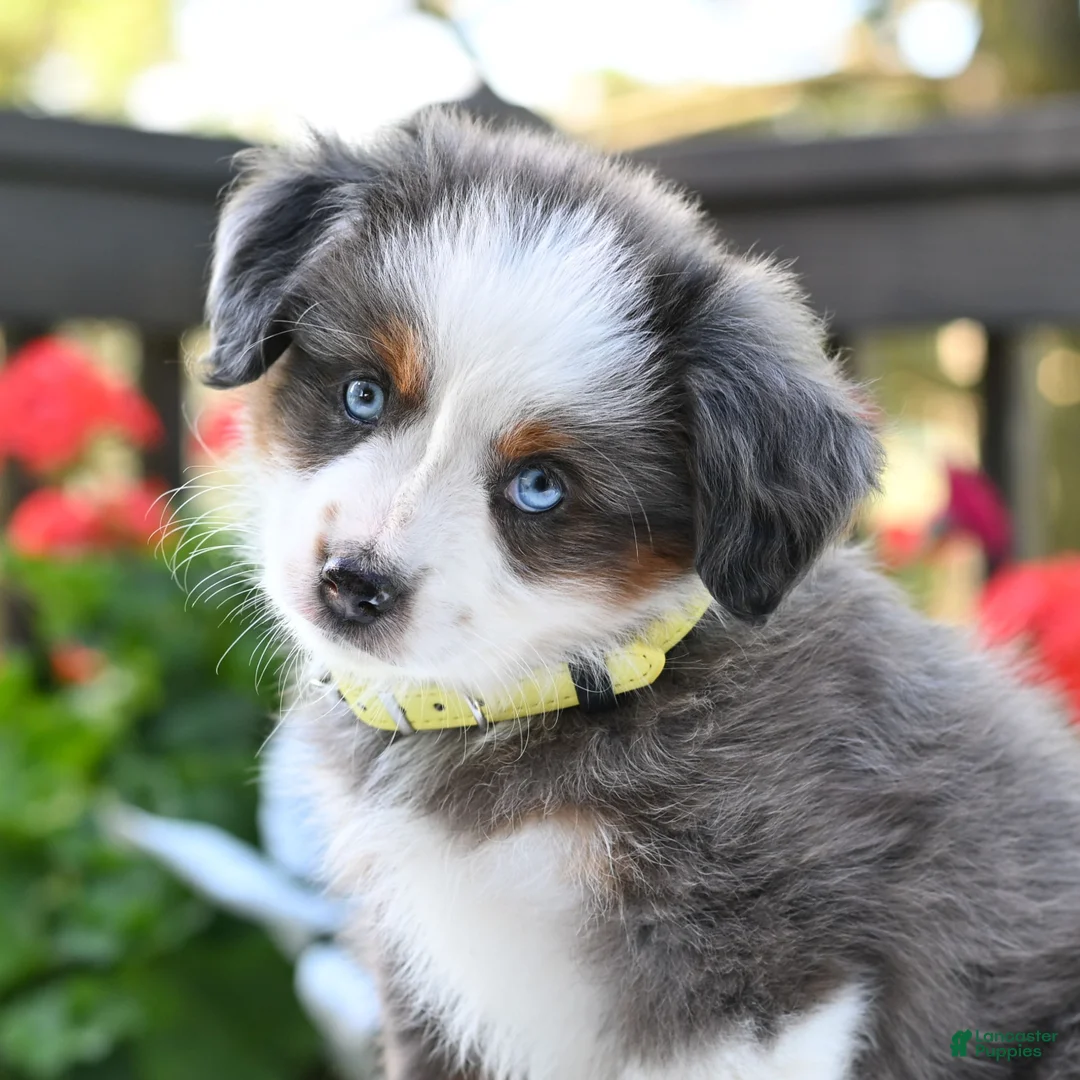 Miniature Australian Shepherd dogs for sale: Bethany  - Ad 1