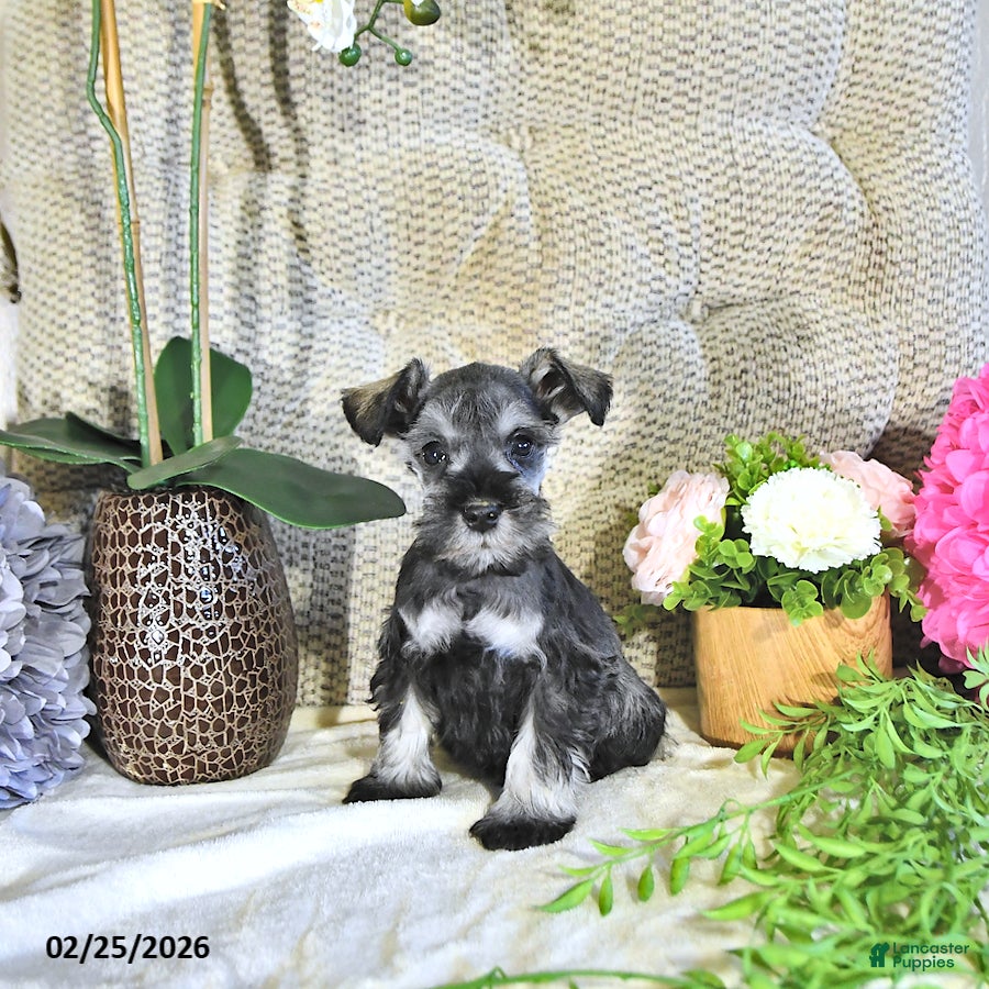 Miniature Schnauzer dogs Karson - Ad 1