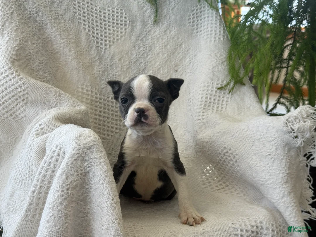 Boston Terrier dogs for sale: Rosy - Ad 8