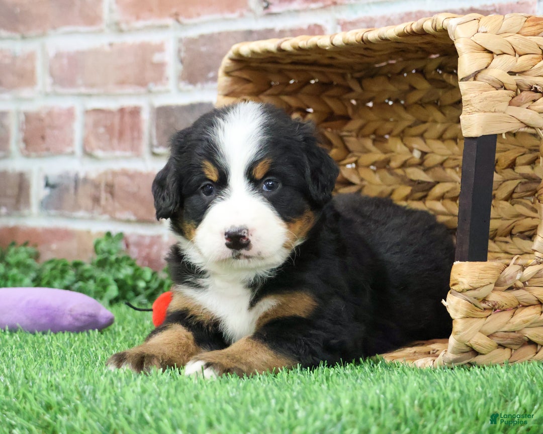 Bernese Mountain Dog dogs for sale: Ornament  - Ad 1