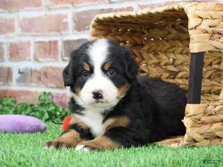 Bernese Mountain Dog dogs Ornament - Ad 13