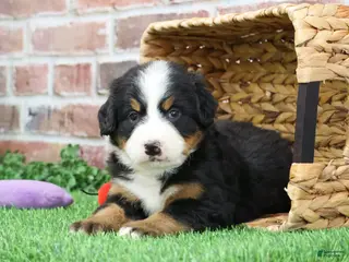 Bernese Mountain Dog dogs Ornament - Ad 42