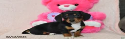Miniature Dachshund dogs for sale: Malcolm - Ad 4