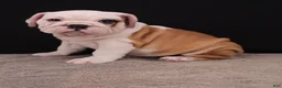 English Bulldog dogs for sale: Sally  - Ad 17