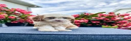 Cavapoo dogs for sale: Nola - Ad 6