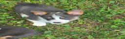 Welsh Corgi Pembroke dogs for sale: Larry the low rider - Ad 12