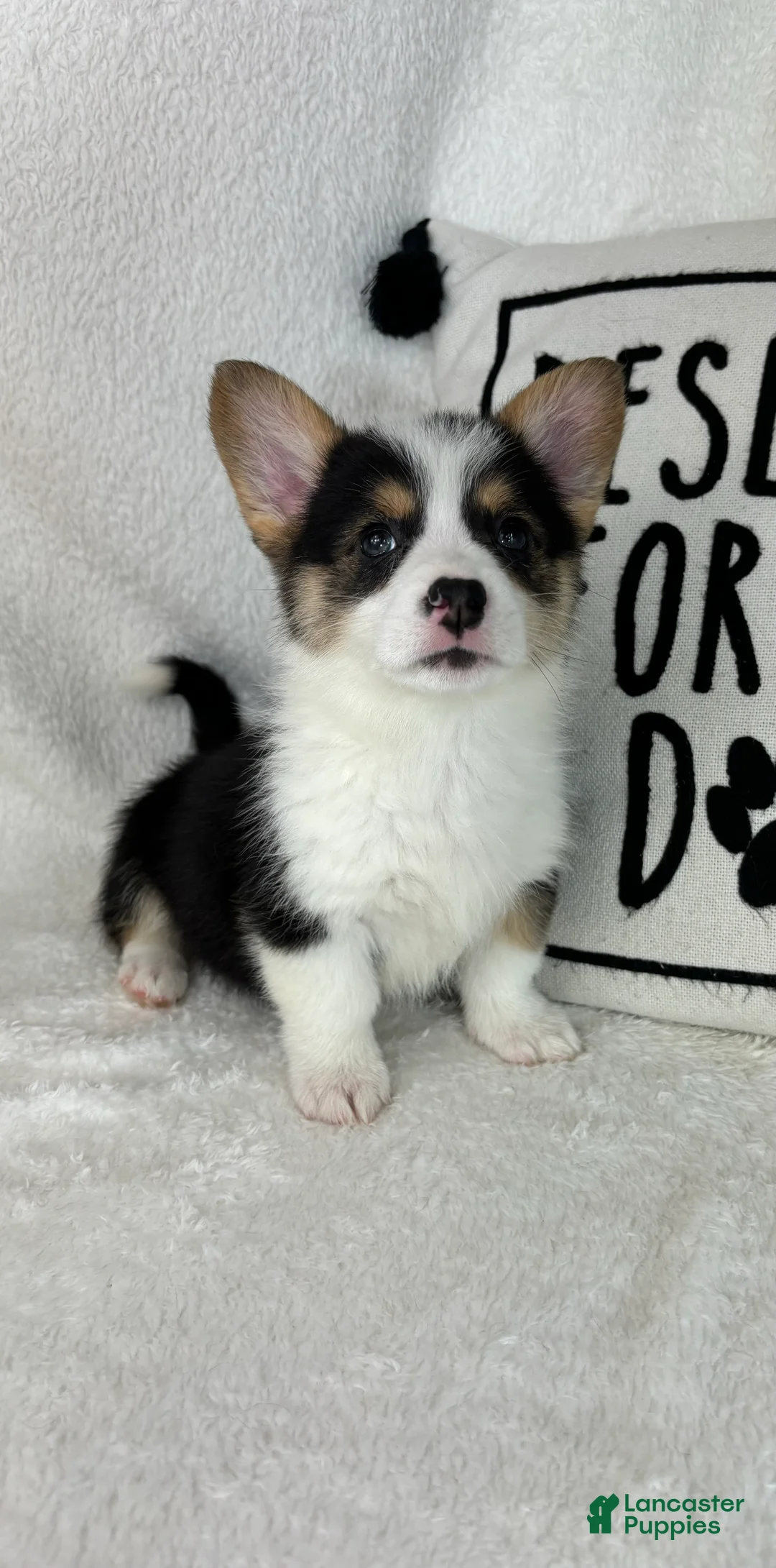 Welsh Corgi Pembroke dogs for sale: Casper - Ad 2