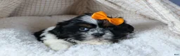 Shih Tzu dogs for sale: HARLEY - Ad 14
