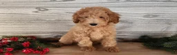 Mini Goldendoodle dogs for sale: Indy - Ad 1