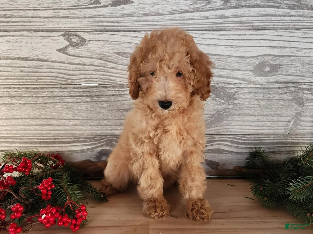 Mini Goldendoodle dogs for sale: Indy - Ad 1