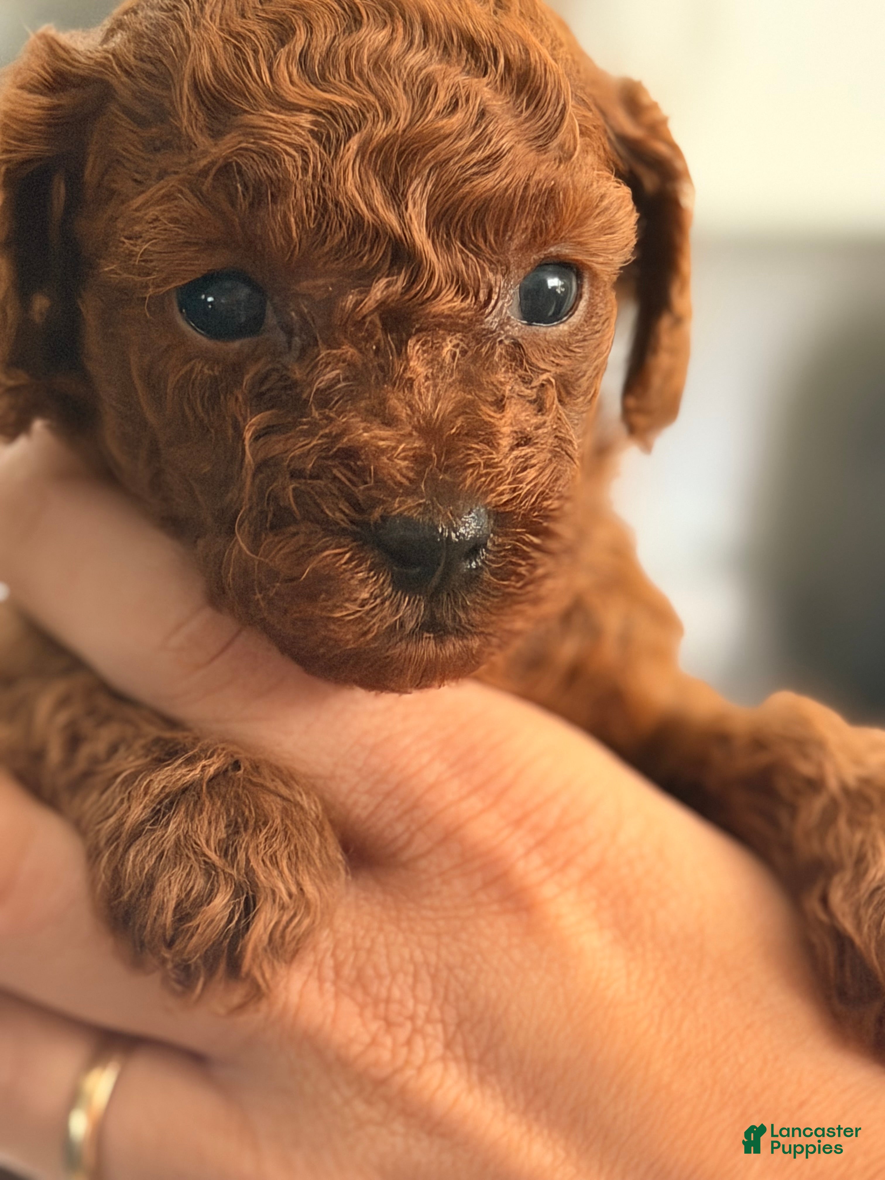 Toy Poodle dogs for sale: Alexa - Ad 4