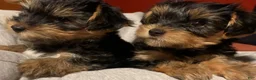 Yorkshire Terrier dogs for sale: Cujo - 8 weeks - Ad 2