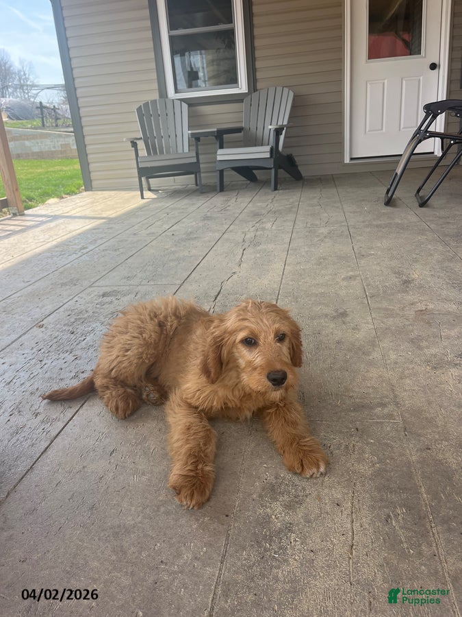 Goldendoodle dogs Sandy - Ad 2