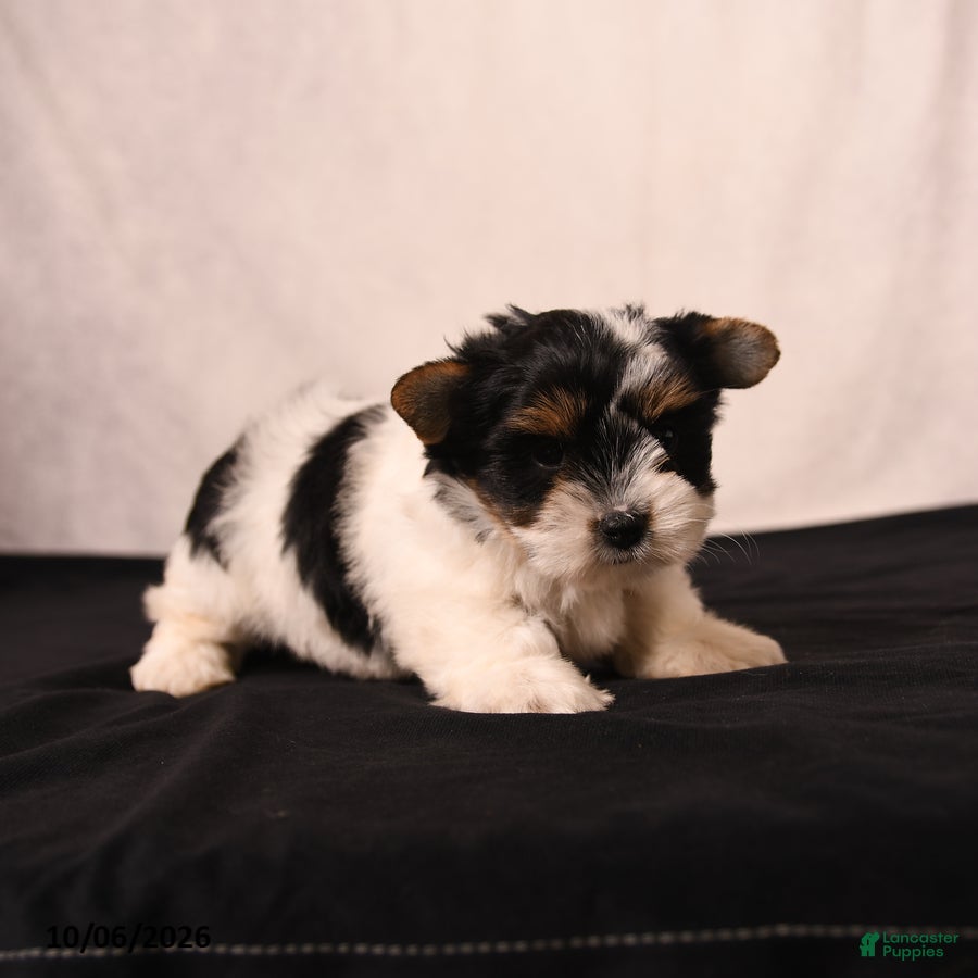 Biewer Terrier dogs Poppy - Ad 2