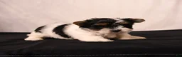 Biewer Terrier dogs for sale: Poppy - Ad 2
