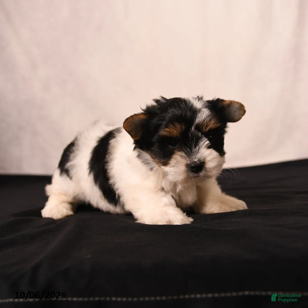 Biewer Terrier dogs for sale: Poppy - Ad 2