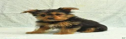 Yorkshire Terrier dogs for sale: Harry - Ad 5