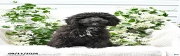 Cavapoo dogs for sale: Kenny - Ad 3