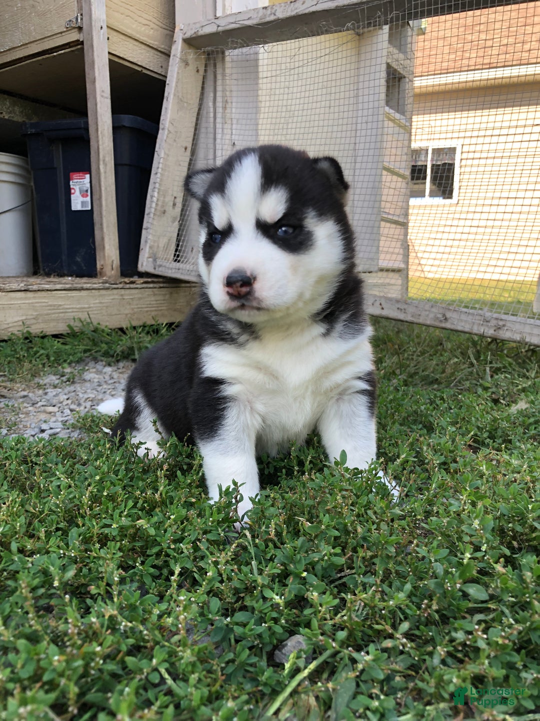 Husky Mix Black And White Husky With Blue Eyes For Sale Mia For