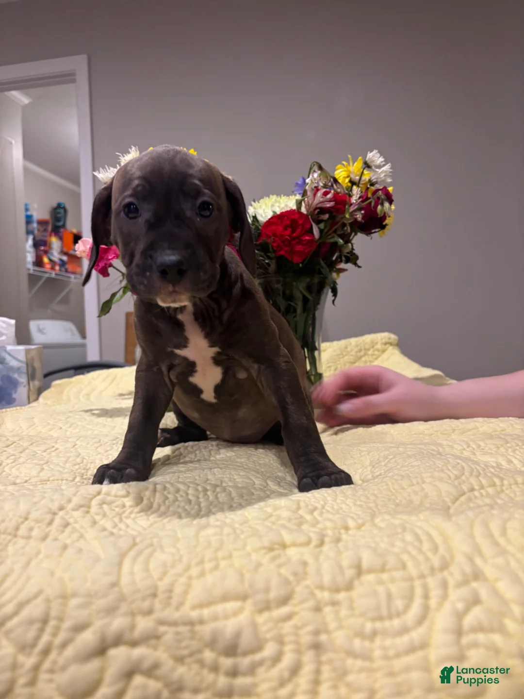 Mixed Breed dogs for sale: Nova  - Ad 1