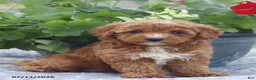 Miniature Poodle dogs for sale: Natasha - Ad 9