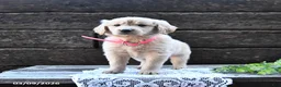Goldendoodle dogs for sale: Blossom - Ad 3