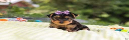 Yorkshire Terrier dogs for sale: Millie - Ad 4