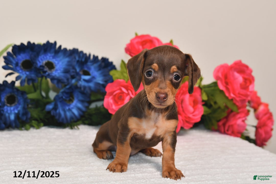 Miniature Dachshund dogs for sale: Sasha - Ad 3