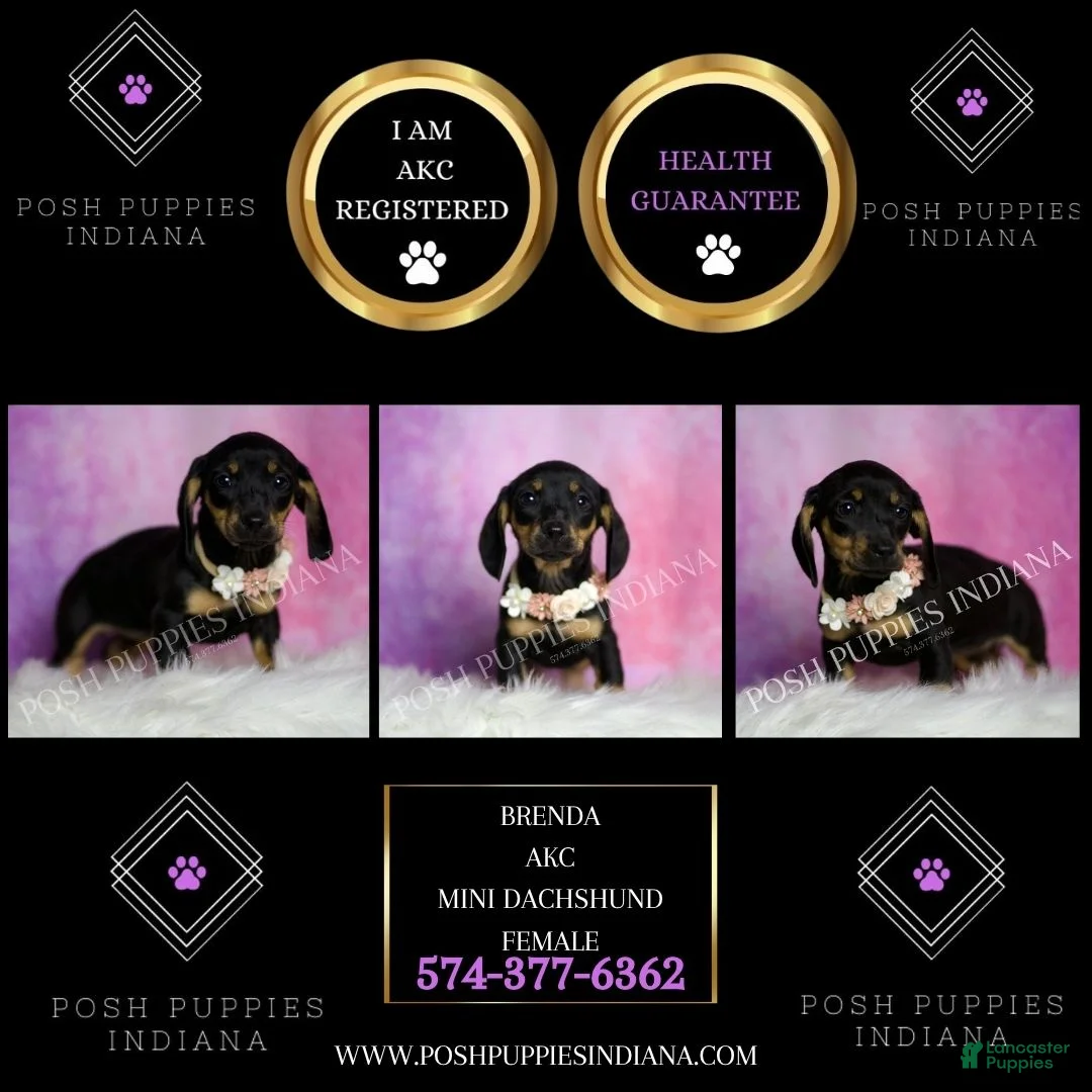 Miniature Dachshund dogs for sale: Brenda - Ad 2