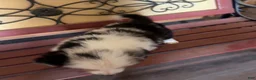 Border Collie dogs for sale: Specks - Ad 5