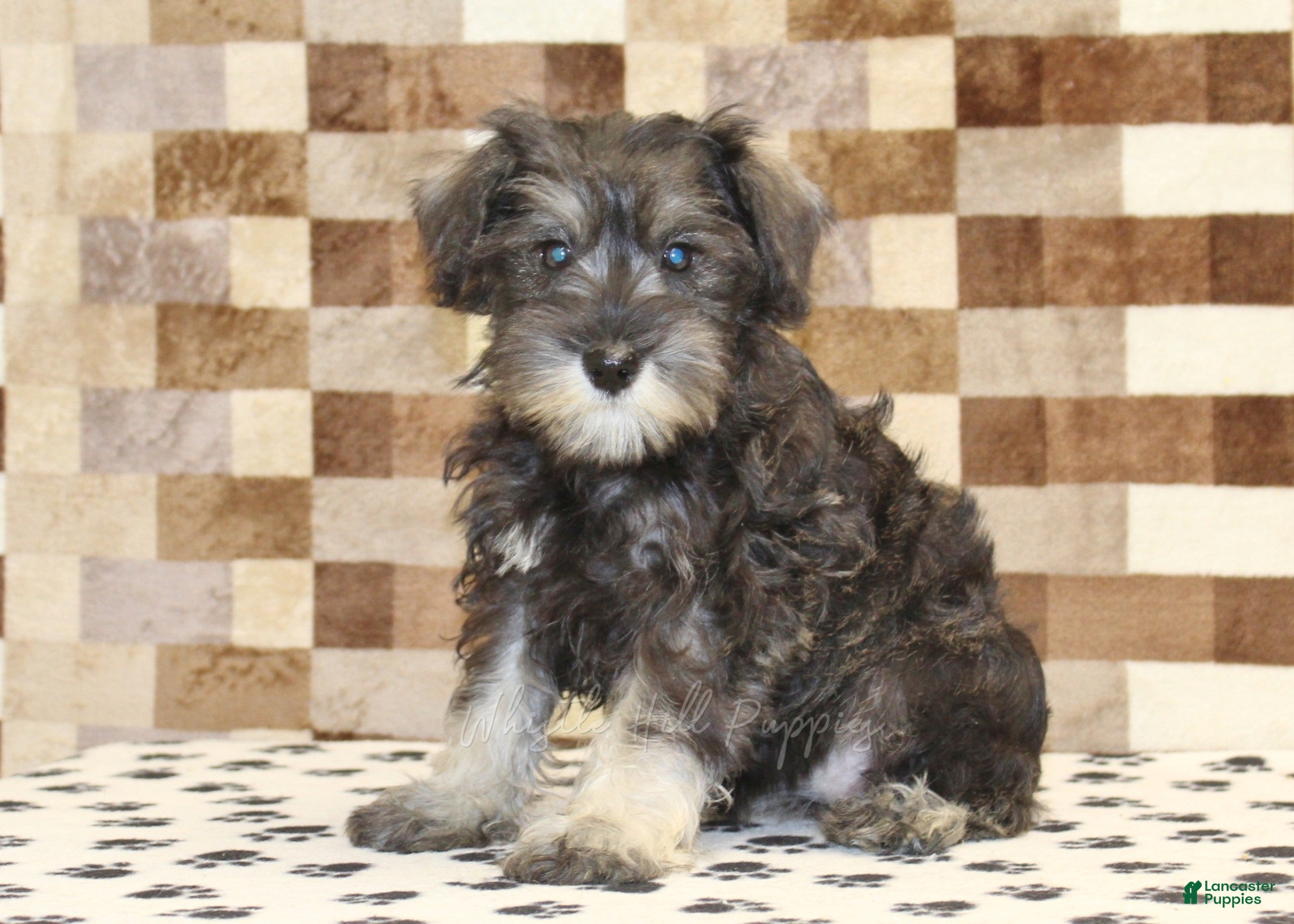 Miniature Schnauzer dogs Elsa - Ad 1
