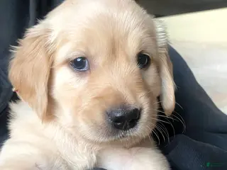 Golden Retriever dogs Golden Retriever Puppy 6 - Ad 5