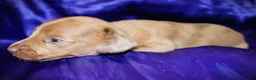 Dachshund dogs for sale: Nausica - Ad 3