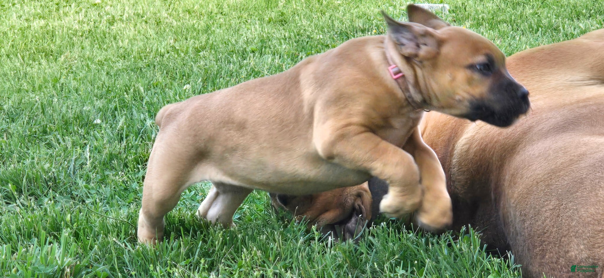 South African Boerboels dogs South African Boerboels Puppy 1 - Ad 6