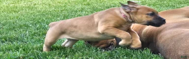 South African Boerboels Puppy 1