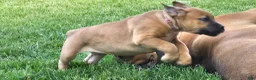 South African Boerboels dogs for sale: South African Boerboels Puppy 1 - Ad 1